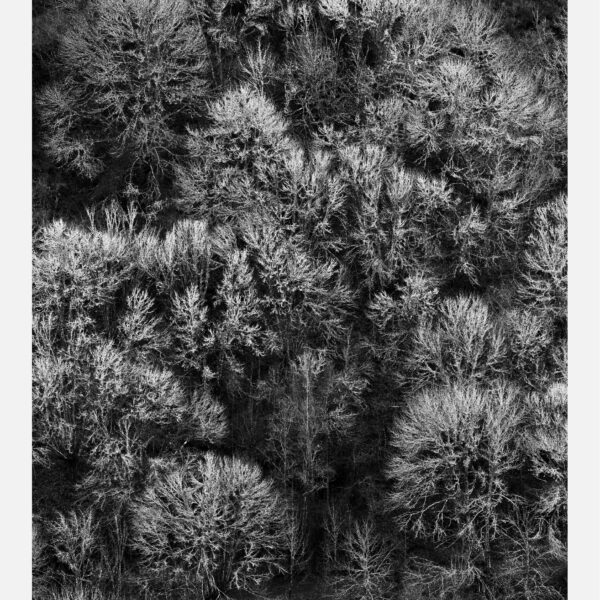 Tamanos O Caurel 2023 Mesa de trabajo 1 copia 2