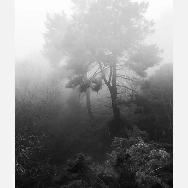 Tamanos O Caurel 2023 Mesa de trabajo 1 copia 5